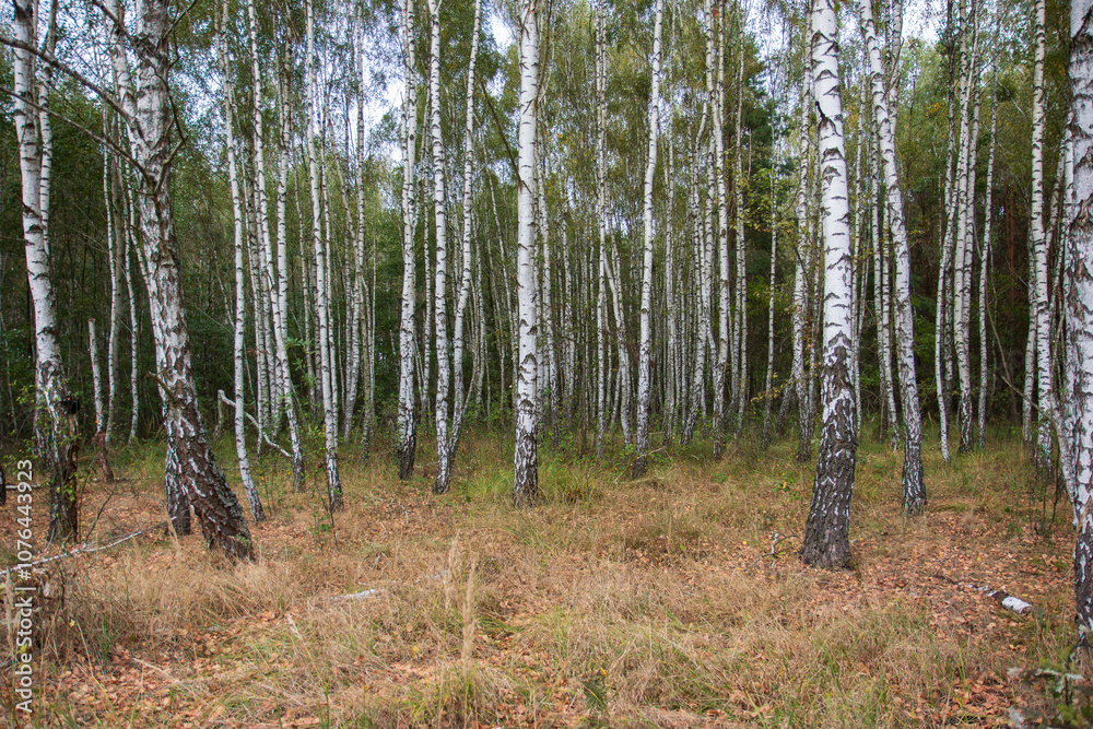 Birch forest in autumn close up Birch forest in autumn close up