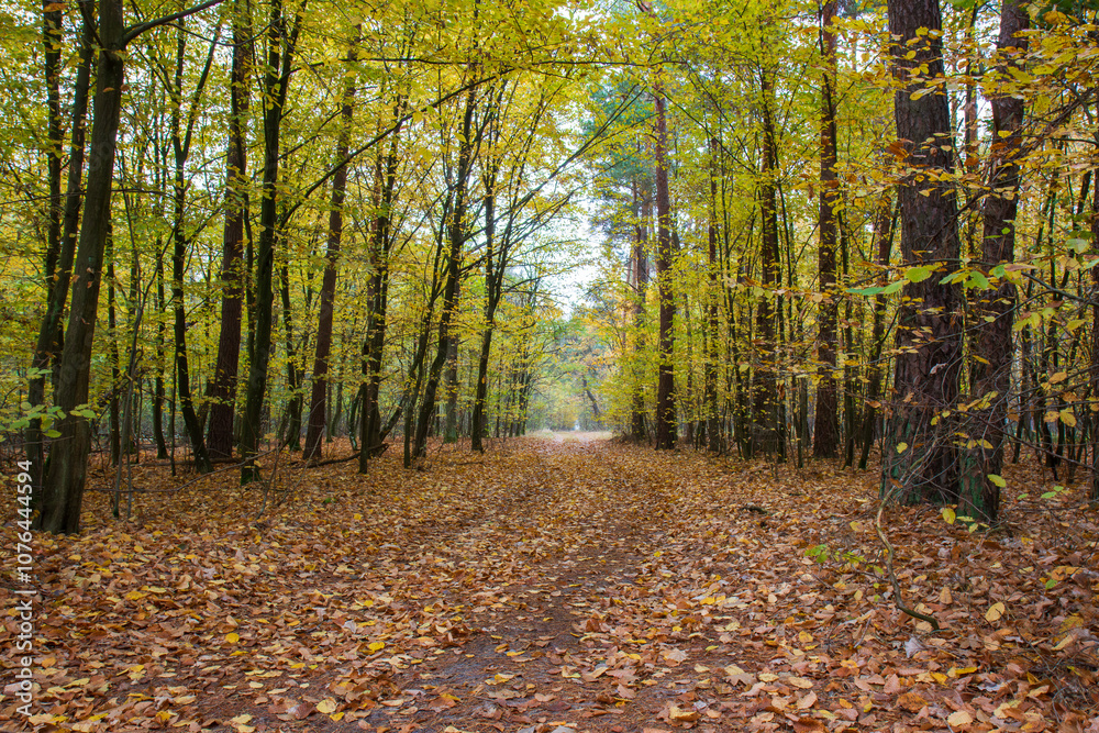 Landscape with a path through the autumn forest Landscape with a path through the autumn forest