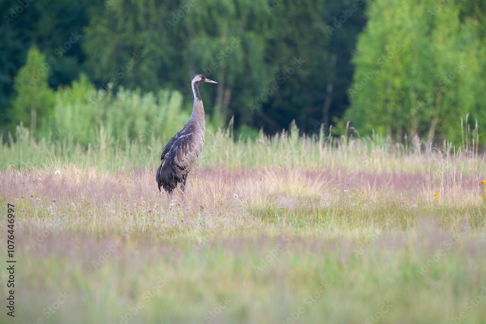 Crane in the meadow on a summer morning Crane in the meadow on a summer morning