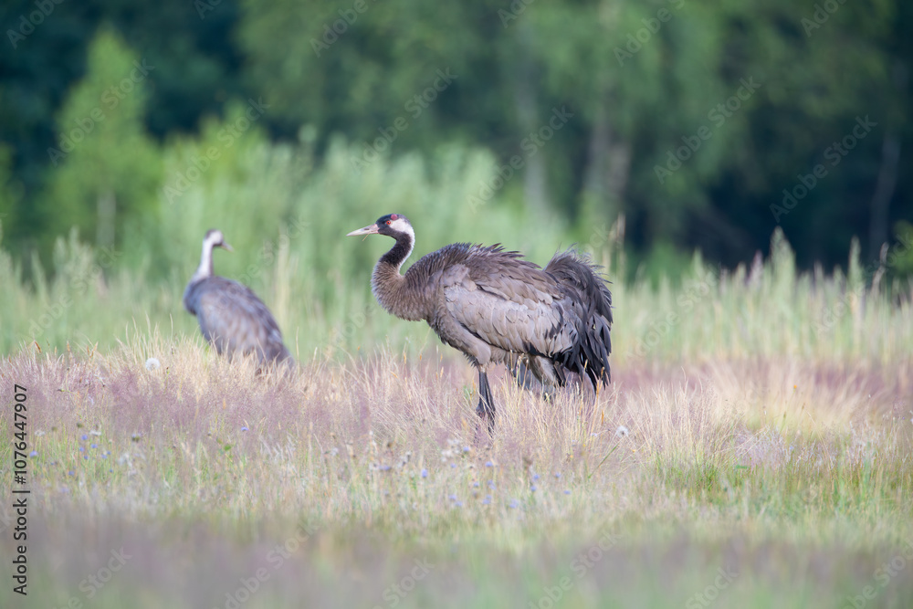 Fototapeta premium A crane ruffling its feathers in a meadow