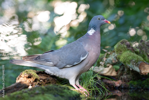 Woodpigeon sitting by the water