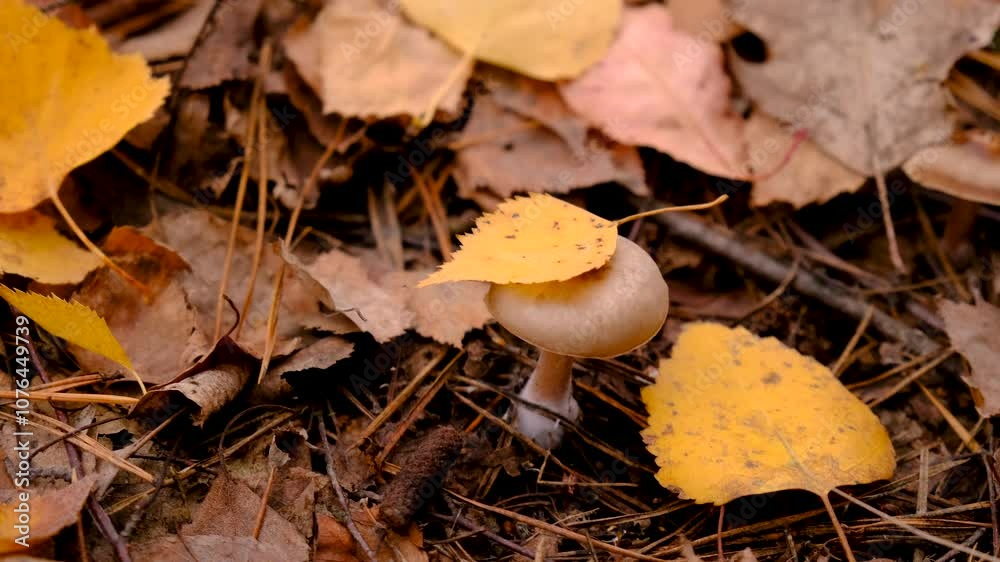 Bad mushrooms in the forest. Selective focus. Bad mushrooms in the forest. Selective focus.