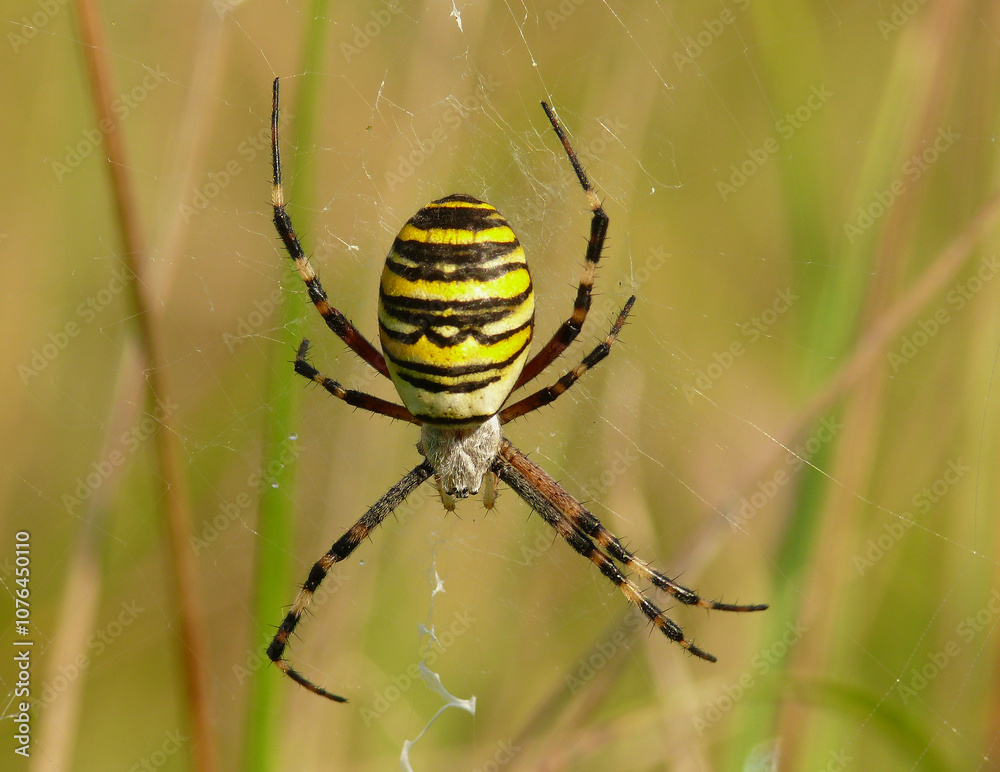 Striped crusader spider in the grass Striped crusader spider in the grass