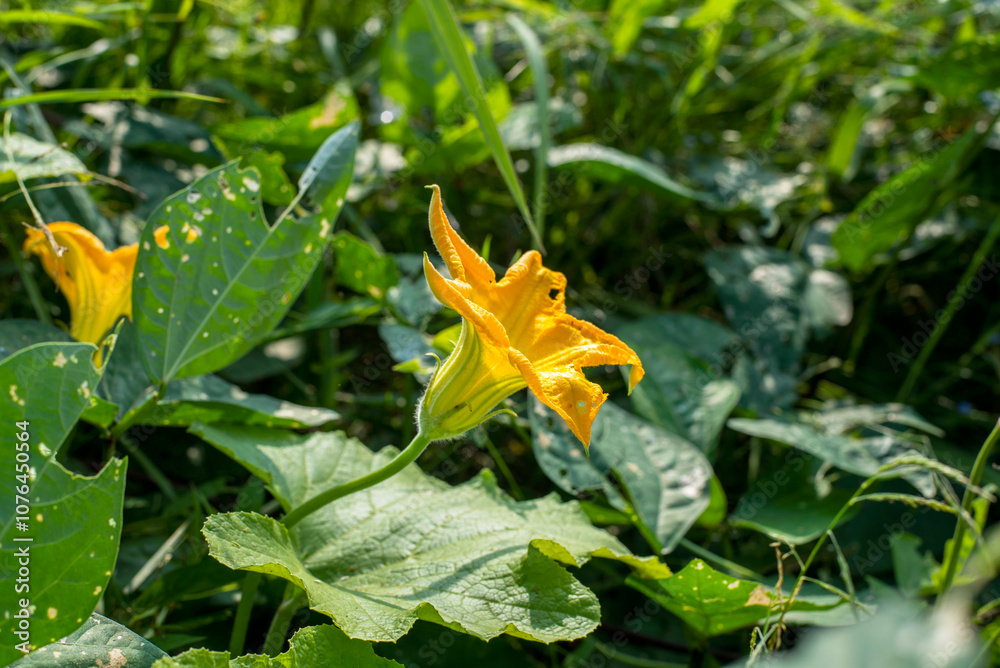 The flower pumpkin is growing in the fields of Thai farmers. The flower pumpkin is growing in the fields of Thai farmers.