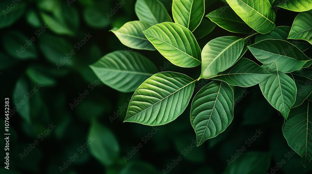 Close-up view of lush green leaves with prominent veins and vibrant colors in a natural arrangement, showcasing the beauty of foliage and nature's intricate patterns. Close-up view of lush green leaves with prominent veins and vibrant colors in a natural arrangement, showcasing the beauty of foliage and nature's intricate patterns.