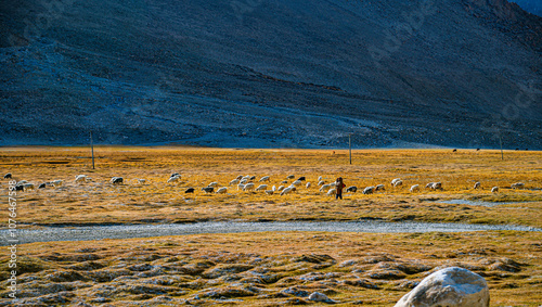 Along the Himalayan road to Pangon Lake, one can often see golden grasslands used for grazing horses, tamarinds and sheep. photo