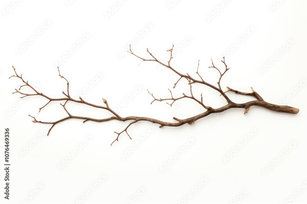 Branch plant tree white background. Branch plant tree white background.