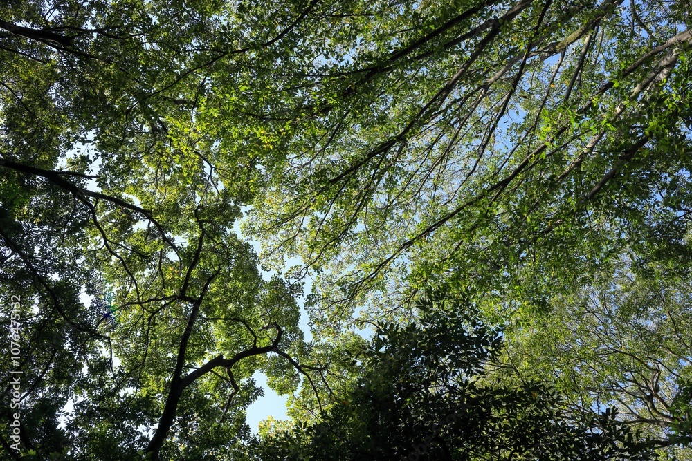 Fototapeta premium 都心散歩 小春日和の浜離宮