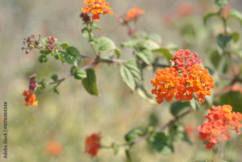 orange flowers in the garden orange flowers in the garden