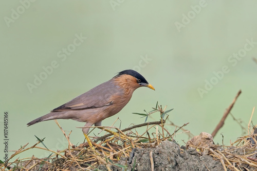 Brahminy Starling, (Sturnia pagodarum) on the ground, Bharatpur Bird Sanctuary, Keoladeo National Park, Bharatpur, Rajasthan, India. photo