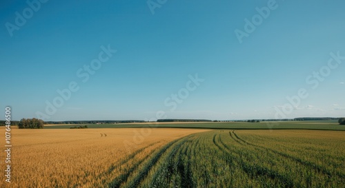 Vast rural landscape with golden wheat fields under clear blue sky