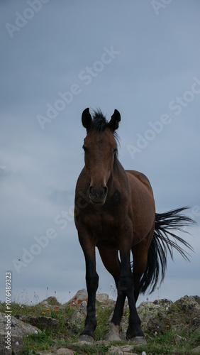 horse on the top of the mountain