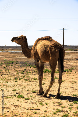 A camel with a power post and high-voltage wire behind. Merzouga.  Sahara desert. Morocco. Africa photo