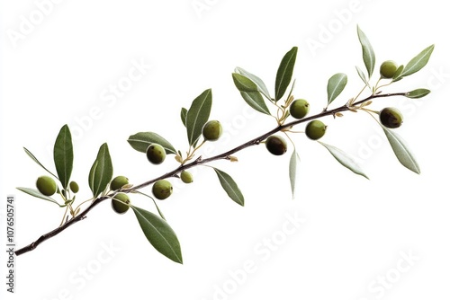 Close-up shot of an olive branch with green leaves against a white background