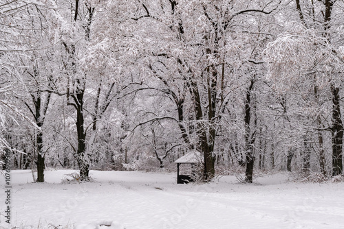 Obraz na płótnie A snowy forest with trees covered in snow. The trees are bare and the snow is deep. The scene is peaceful and serene. Germany. w salonie