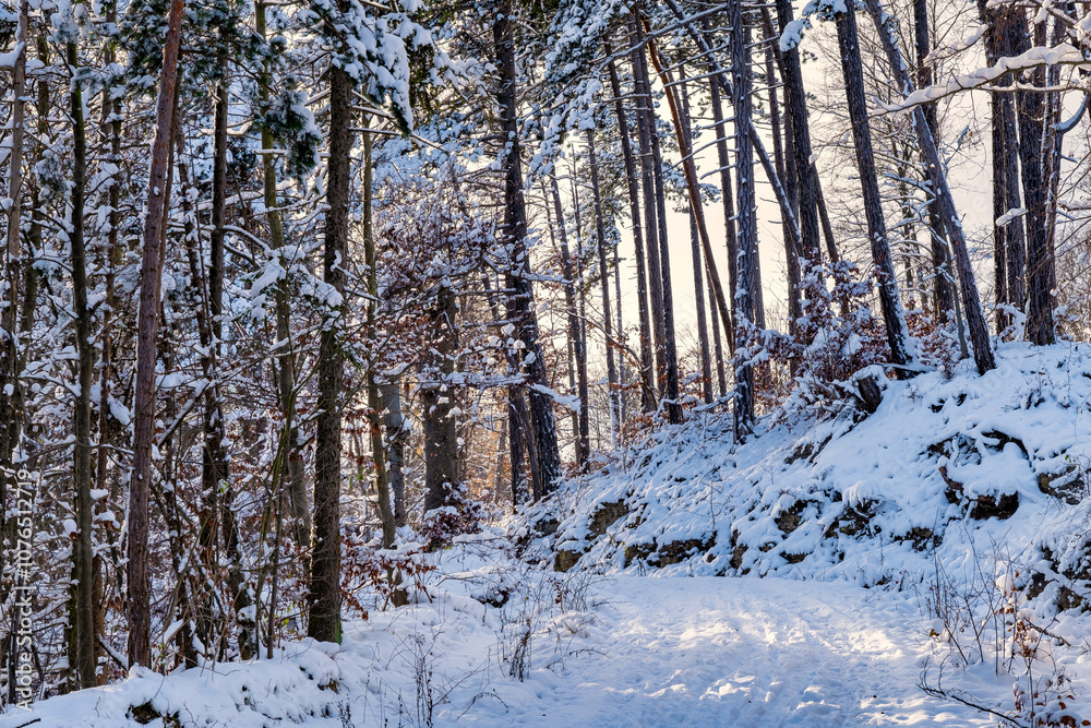 A snowy forest with trees covered in snow. The trees are bare and the snow is deep. The scene is peaceful and serene. Germany.