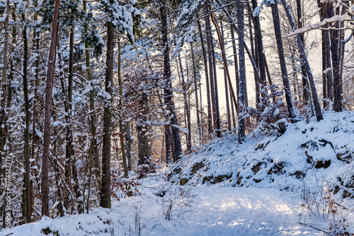 A snowy forest with trees covered in snow. The trees are bare and the snow is deep. The scene is peaceful and serene. Germany.