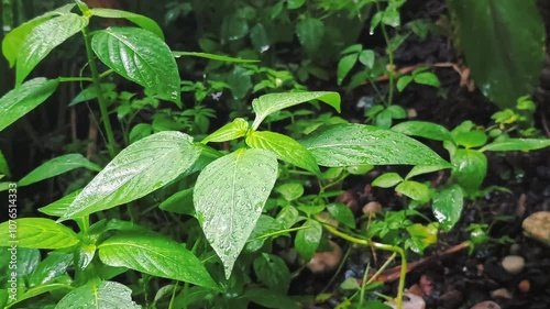 Wallpaper Mural Raindrops hit the green plants Torontodigital.ca
