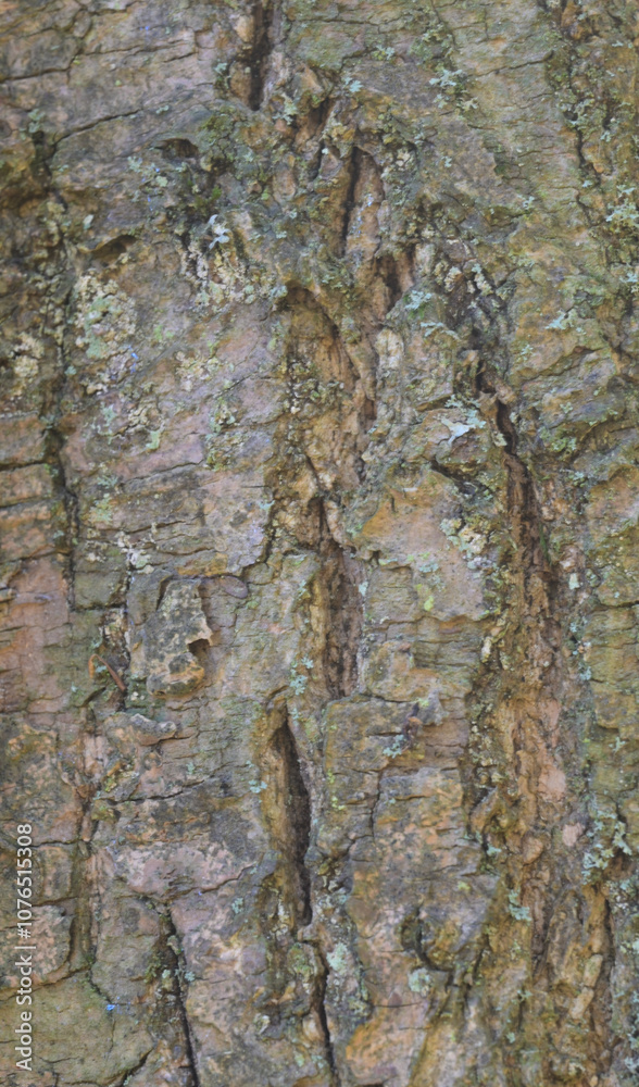 Obraz premium Beautiful close-up of the bark of fraxinus platypoda