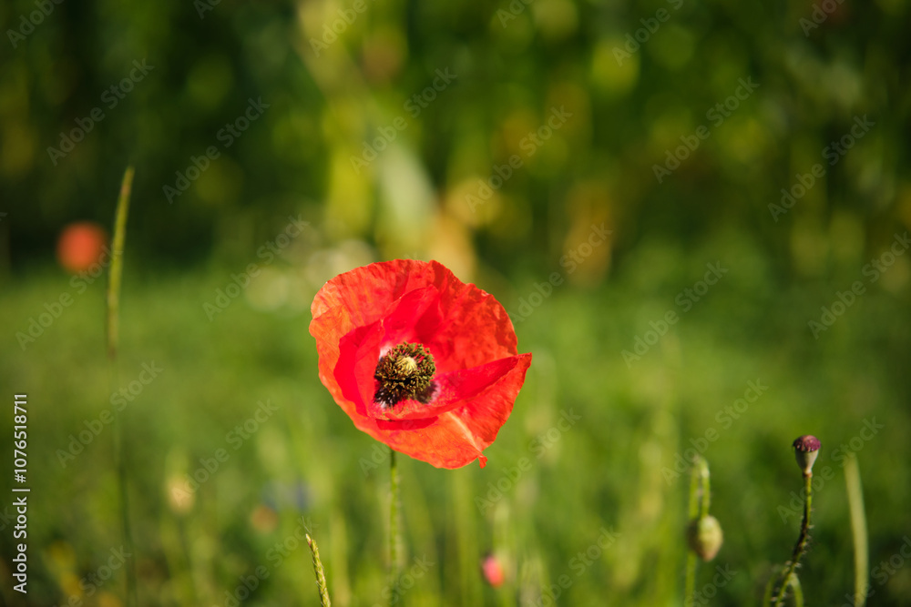 Bright red poppies on a green background in sunny weather