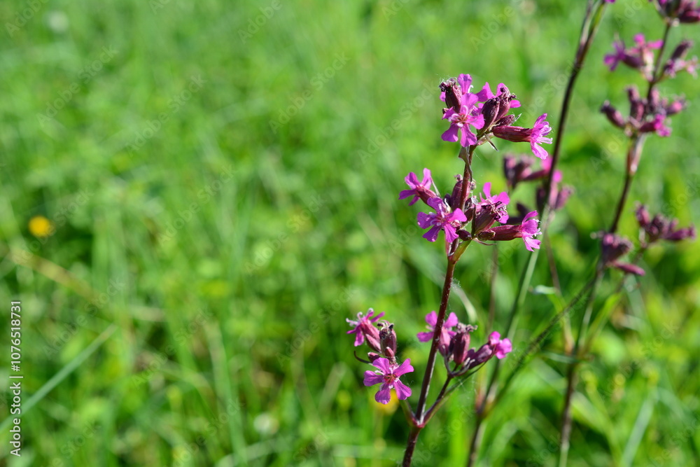 a purple flower on the green field copy space a purple flower on the green field copy space