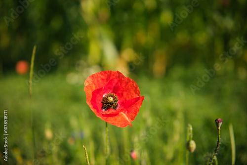 Obraz na płótnie Bright red poppies on a green background in sunny weather w salonie