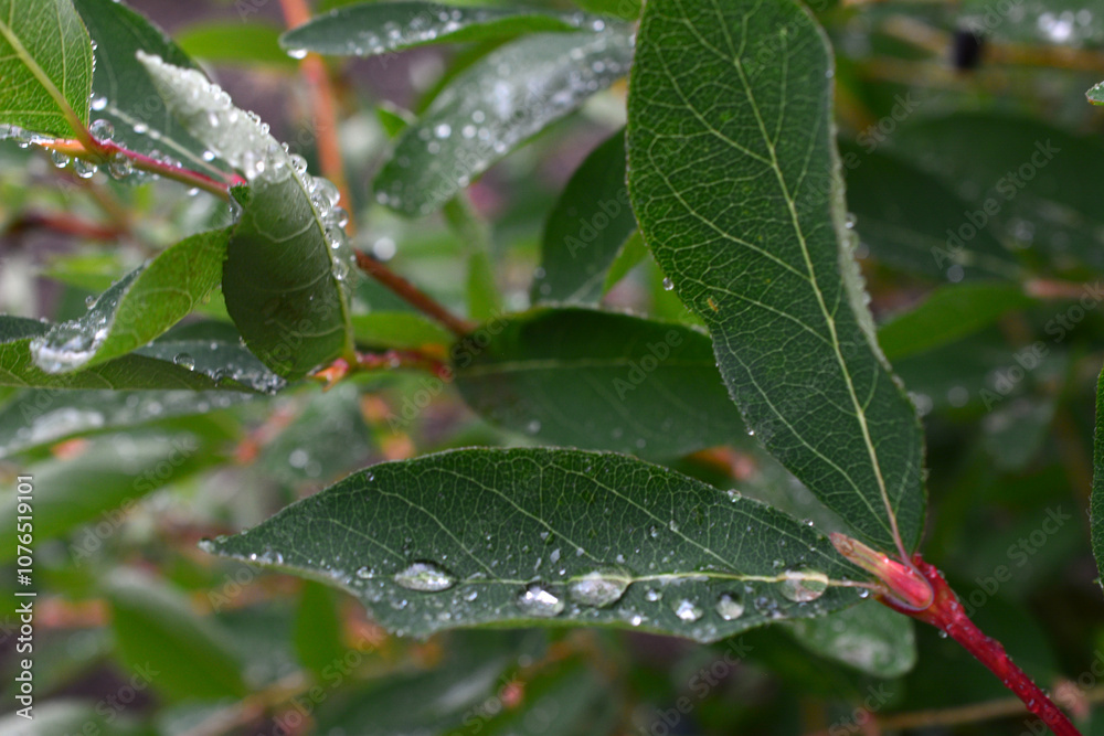 Fototapeta premium a leaf with water droplets on it on the bush with green leaves