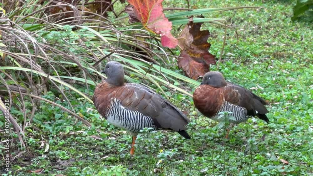 A pair of Ashy-Headed Geese, Chloephaga poliocephala, roosting on land. This species of goose is native to South America. A pair of Ashy-Headed Geese, Chloephaga poliocephala, roosting on land. This species of goose is native to South America.