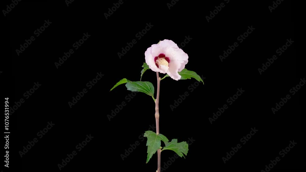 Hibiscus Blossoms. Opening Beautiful White Hibiscus Flowers on Black Background. Time Lapse. 4K.