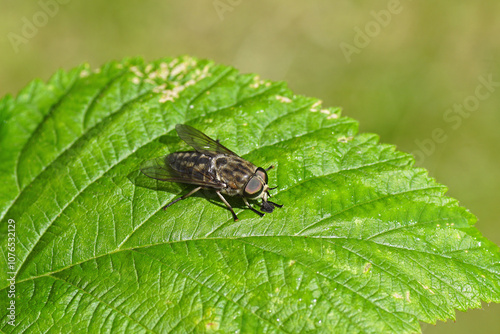 Close up female Large marsh horsefly (Tabanus autumnalis). Family Horse-flies, gadflies (Tabanidae). On a leaf. Dutch garden, June.	