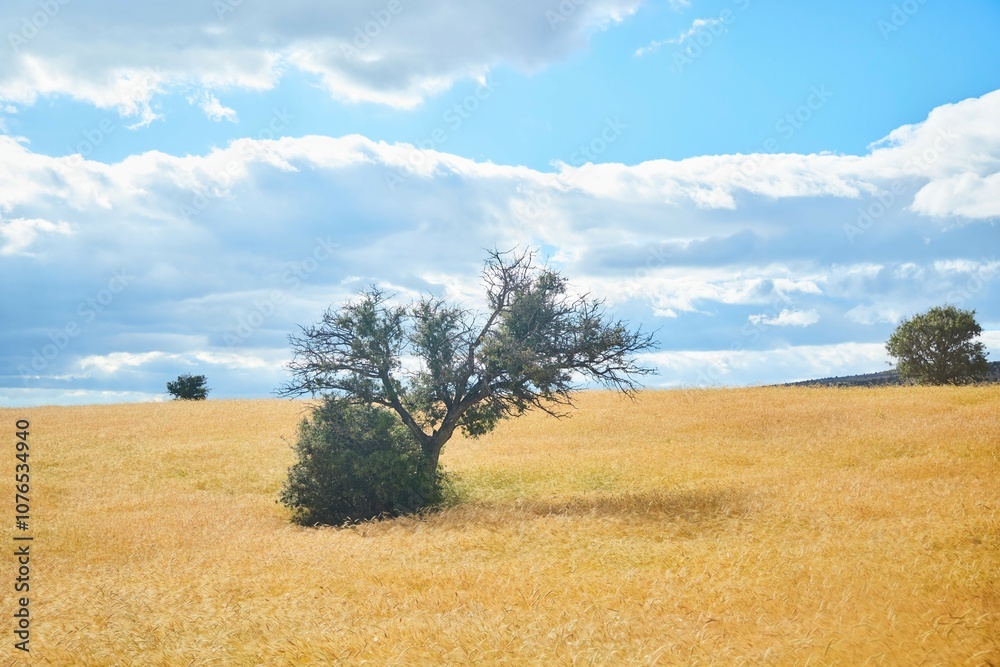 Beautiful landscape with fields for agriculture. The Anatolian region of Turkey. The time of the year is summer. Beautiful landscape with fields for agriculture. The Anatolian region of Turkey. The time of the year is summer.