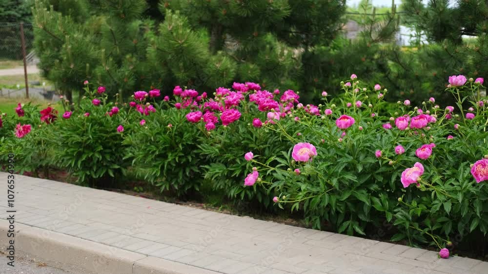 Pink peony growing, blurred leaves background. Gently fresh flower bush. Gardening, landscaping. Plant Nurse Ad. Backdrop for product promote. Flower shop. Green home garden. Landscape design. Path Pink peony growing, blurred leaves background. Gently fresh flower bush. Gardening, landscaping. Plant Nurse Ad. Backdrop for product promote. Flower shop. Green home garden. Landscape design. Path