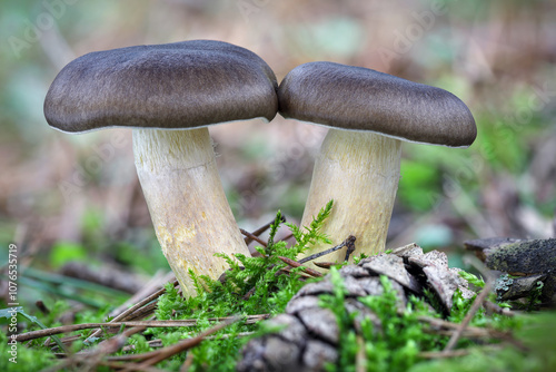 Edible mushrooms Hygrophorus hypothejus commonly known as olive-brown waxy cap or herald of winter in mossy forest photo