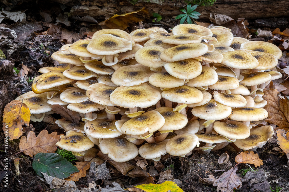Bunch of Armillaria mellea commonly known as honey fungus in autumn deciduous forest Bunch of Armillaria mellea commonly known as honey fungus in autumn deciduous forest