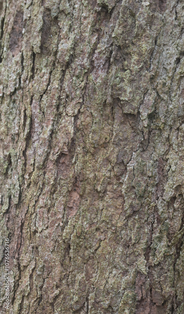 Beautiful close-up of the bark of sapindus drummondii Beautiful close-up of the bark of sapindus drummondii