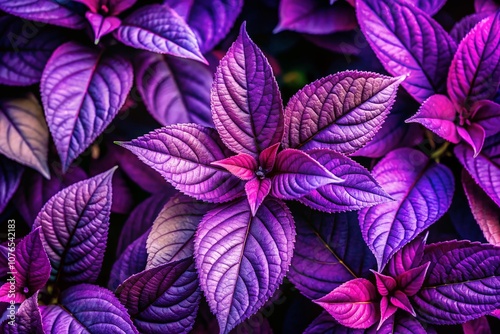 Stunning Close-Up of Purple Leaves and Flowers Captured with Rule of Thirds for Nature Enthusiasts, Botanists, and Garden Designers Seeking Vibrant Floral Imagery