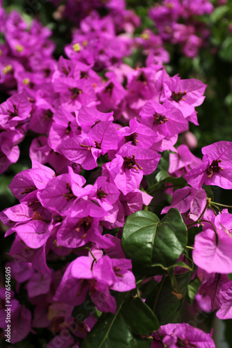 Massif de Bougainvillier en floraison rose fushia photo