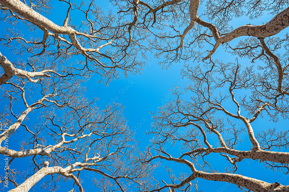 Looking up at bare tree branches against a clear blue sky Looking up at bare tree branches against a clear blue sky