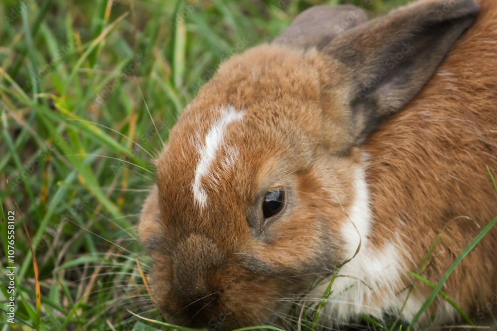 A white and brown rabbit in a grass, young rabbit exploring the pasture, wildlife portrait in summer. A white and brown rabbit in a grass, young rabbit exploring the pasture, wildlife portrait in summer.