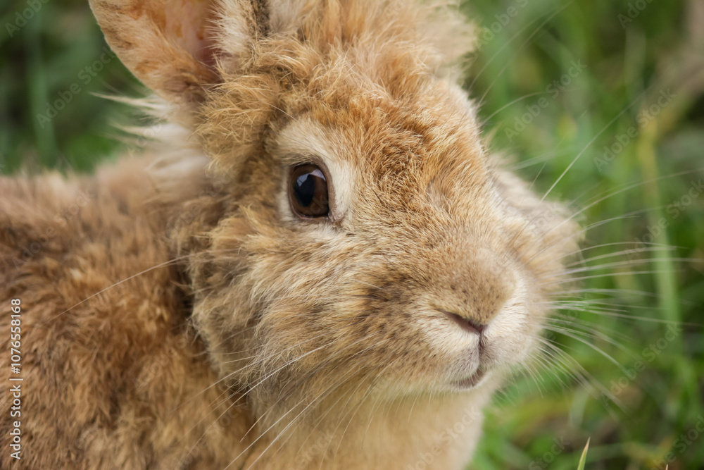 Fluffy rabbit face close up, baby bunny in clover, funny hunting in garden.