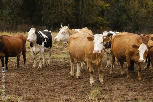 Brown and White Cow in Field, dairy cow grazing in meadow, livestock in pasture, farm animal in countryside