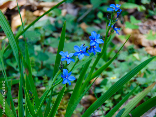 фотографія Wildflowers of Sisyrinchium
