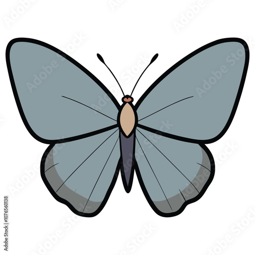 Gray Hairstreak butterfly vector illustrations on a white background.