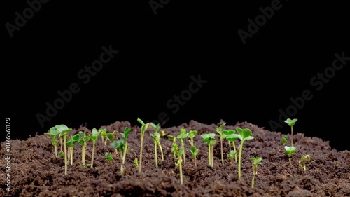 Beautiful Time Lapse of Growth Microgreens Radish Plants Against a Black Background. 4K.