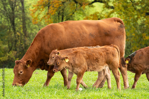 Wallpaper Mural Brown, Limousine breed cows and young calves grazing in a field in Europe. Calve feeding on udder, no people Torontodigital.ca