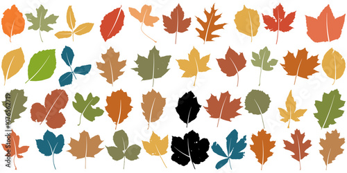 Collection of colourful Autumn or Fall leaves isolated on a transparent background