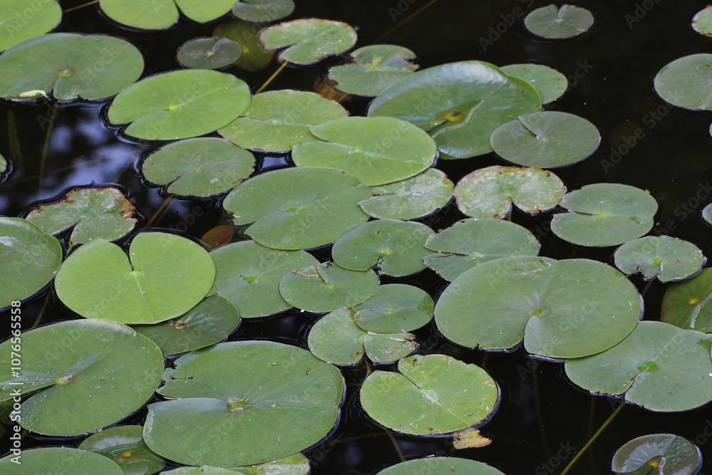 Lily pads floating serenely on a tranquil pond surrounded by nature in the warm light of late afternoon Lily pads floating serenely on a tranquil pond surrounded by nature in the warm light of late afternoon