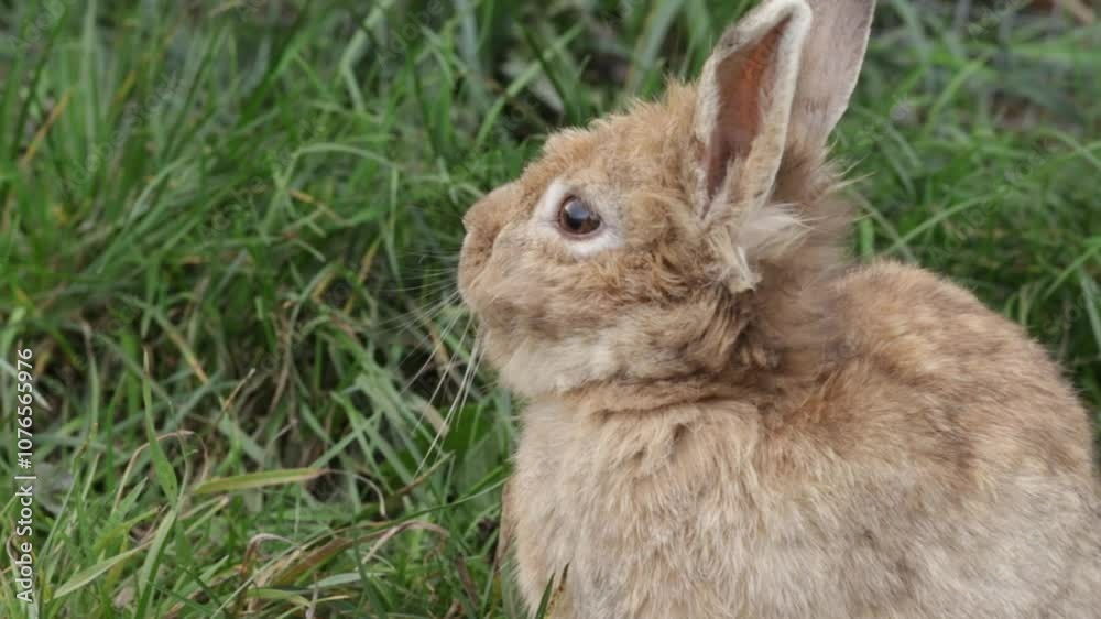 Fluffy Brown Rabbit Resting in Grass, easter bunny in clover, funny animal in summer pasture Fluffy Brown Rabbit Resting in Grass, easter bunny in clover, funny animal in summer pasture