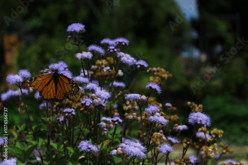 Monarch Butterfly on Blue Mistflower photo