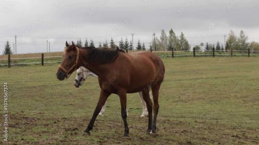 A horse is grazing in a meadow, domestic horse on farm, animal in nature outdoors. A horse is grazing in a meadow, domestic horse on farm, animal in nature outdoors.